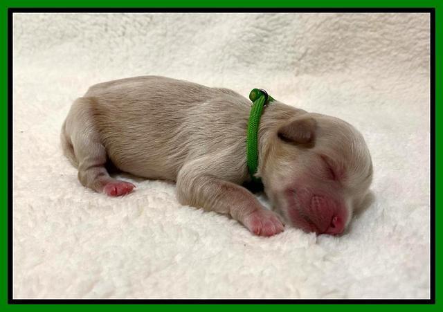 Oreo Benz Newborn 121