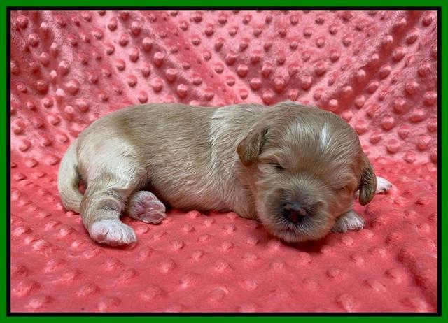 Oreo Benz pups 2 wks old 1 13