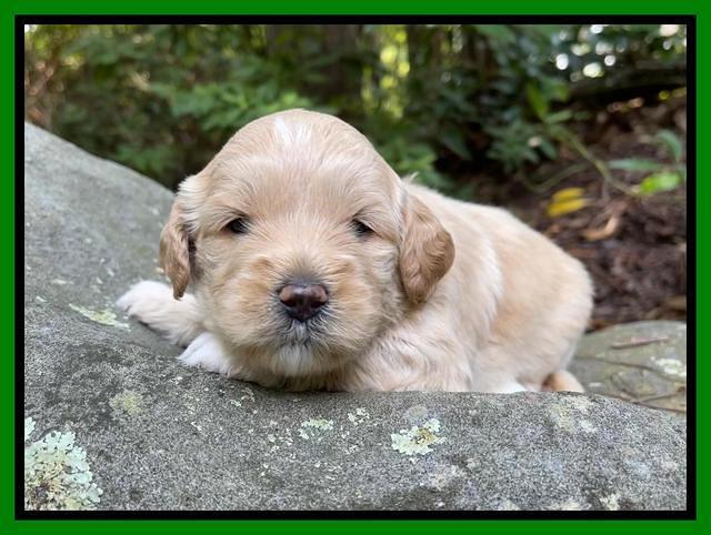 Oreo Benz pups 3 .5 wks old 151