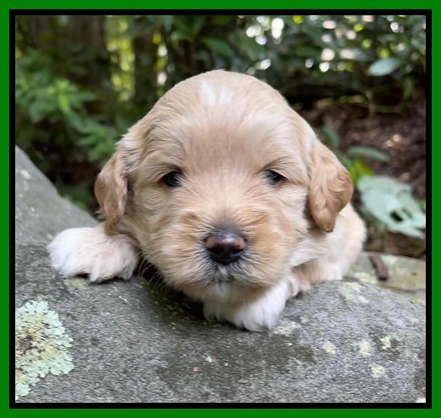 Oreo Benz pups 3 .5 wks old 171