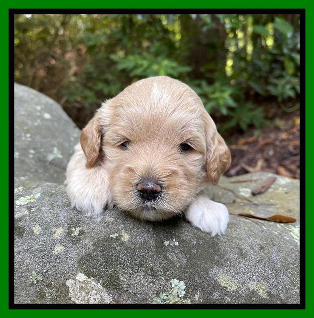 Oreo Benz pups 3 .5 wks old 181