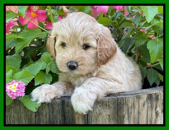 Oreo Benz pups 5 wks old 241