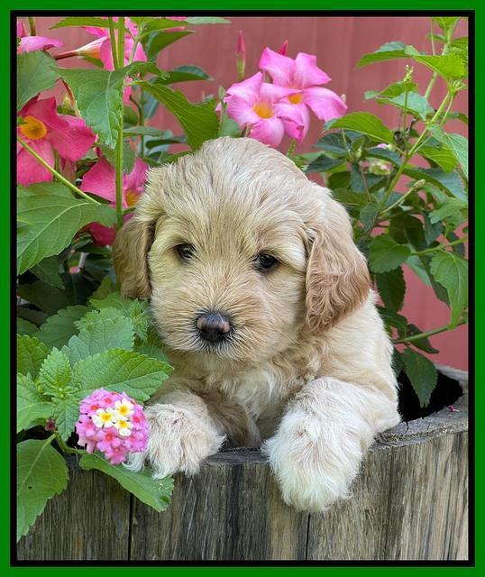 Oreo Benz pups 5 wks old 261