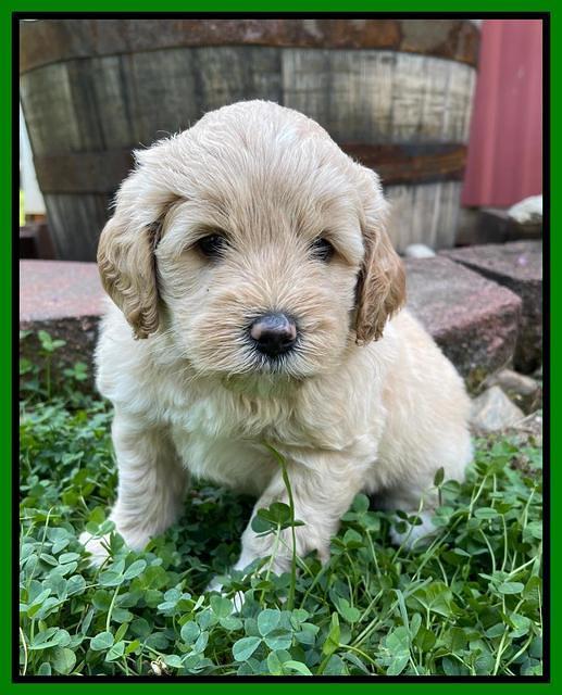 Oreo Benz pups 5 wks old 271
