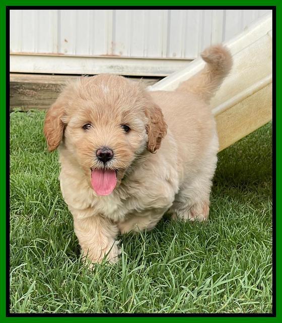 Oreo Benz pups 6 wks old 271