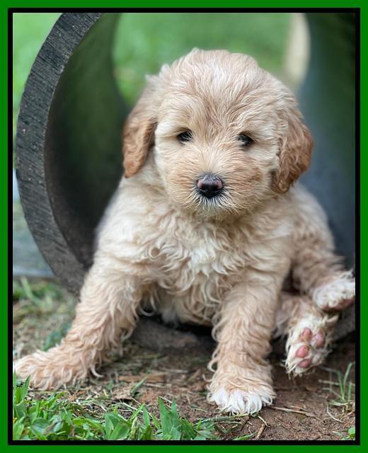 Oreo Benz pups 6 wks old 291