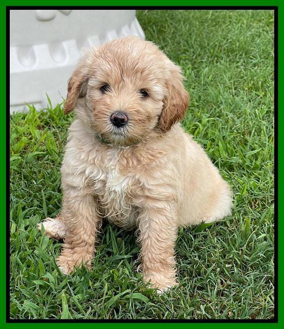 Oreo Benz pups 6 wks old 301