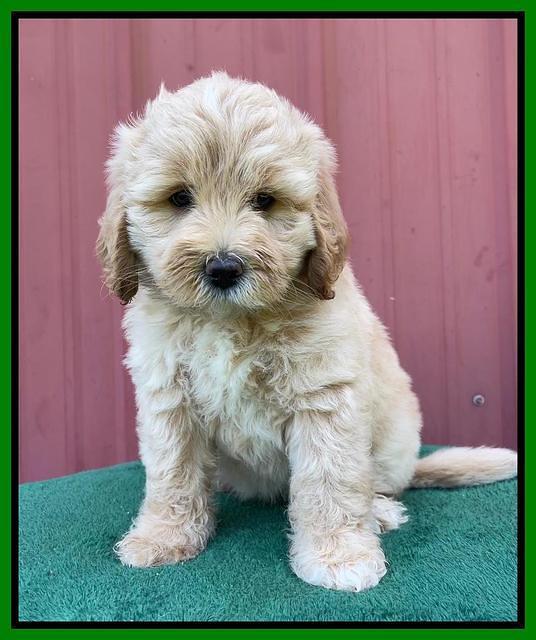Oreo Benz pups 7 wks old 291