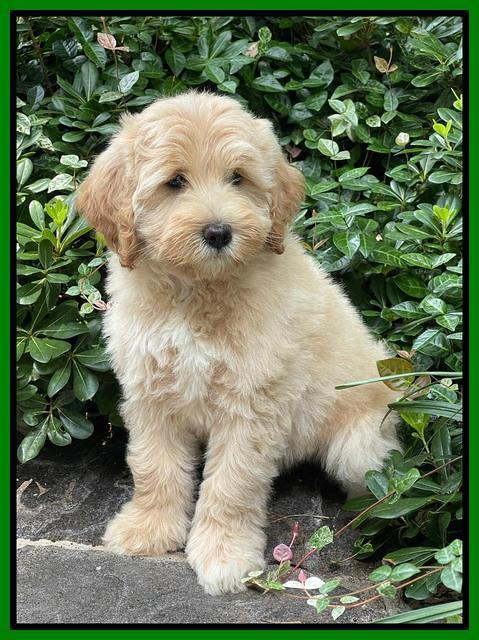 Oreo Benz pups 8 wks old 6222