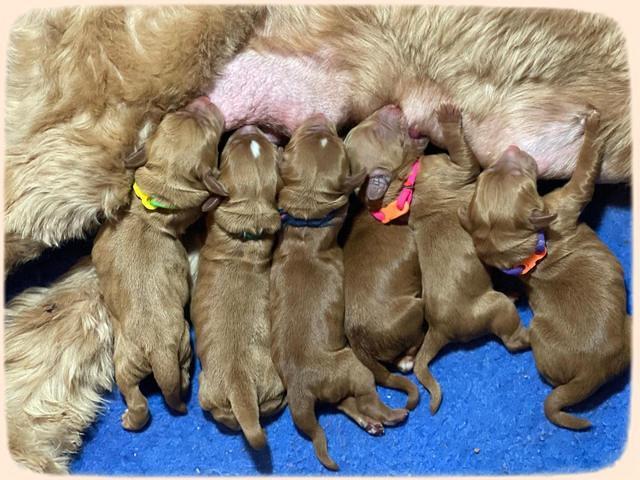 Haven Bayou Newborn pics 231