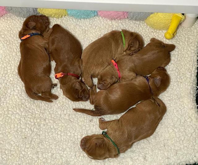 Haven Bayou pups 1 week old group 2