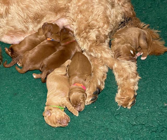 Haven Bayou pups 1 week old group 4