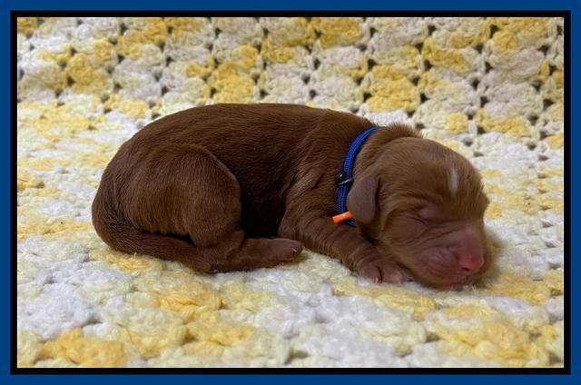 Haven Bayou Newborn pics 101