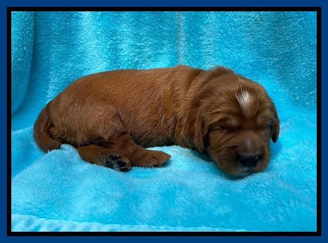 Haven Bayou pups 2 wks old 21