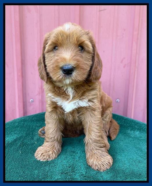 Haven Bayou pups 6 wks old 31