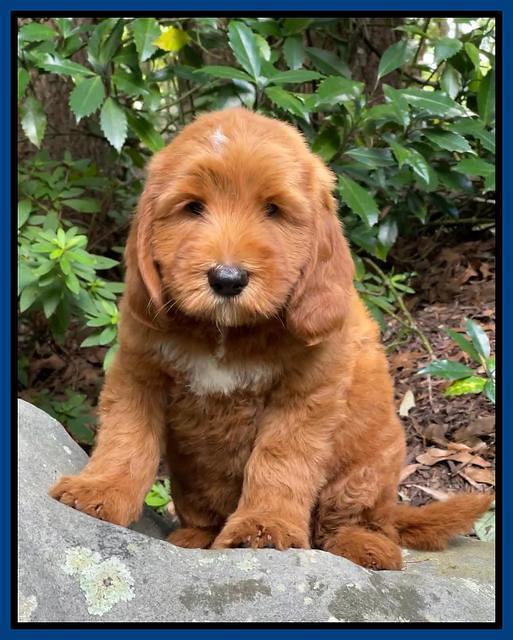 Haven Bayou pups 8 wks old 1!