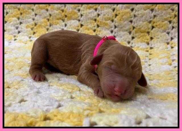 Haven Bayou Newborn pics 111