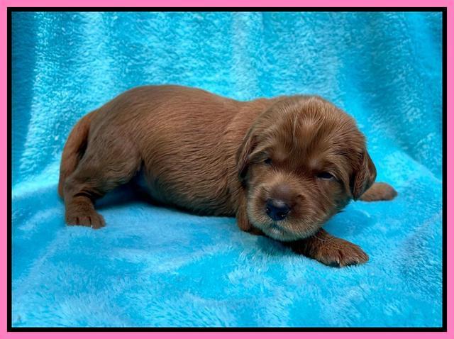 Haven Bayou pups 2 wks old 41