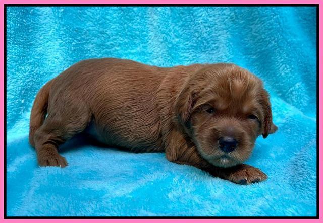 Haven Bayou pups 2 wks old 61