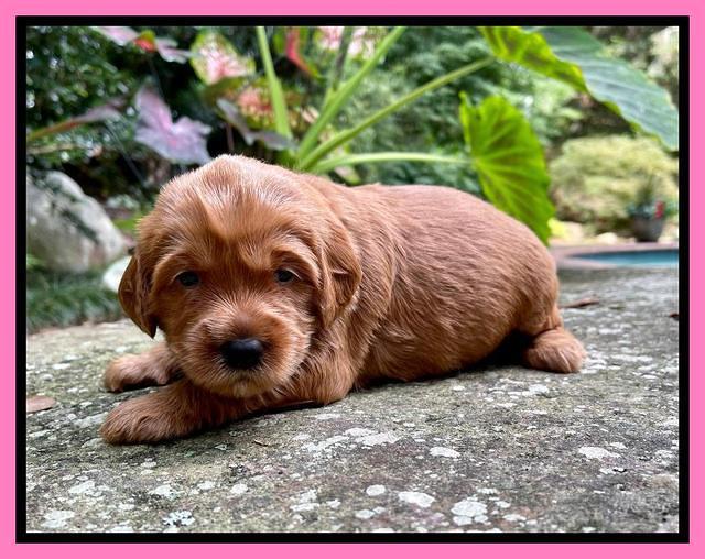 Haven Bayou pups 3 wks old 51