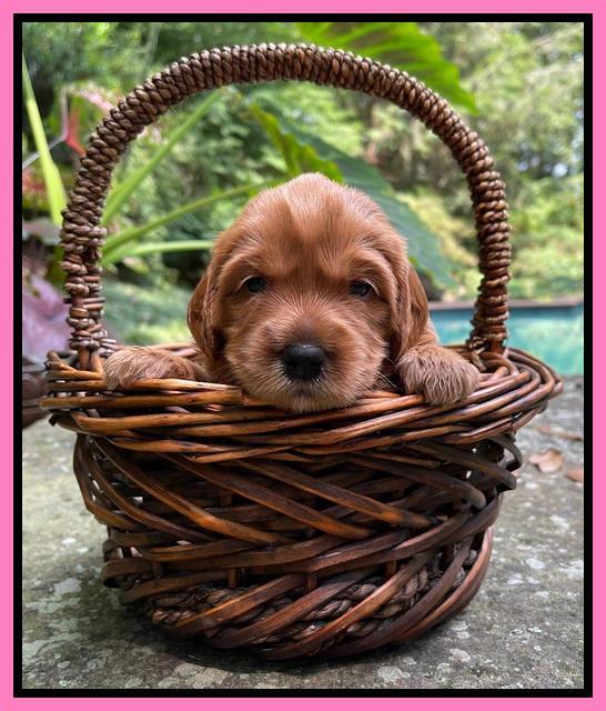 Haven Bayou pups 3 wks old 91