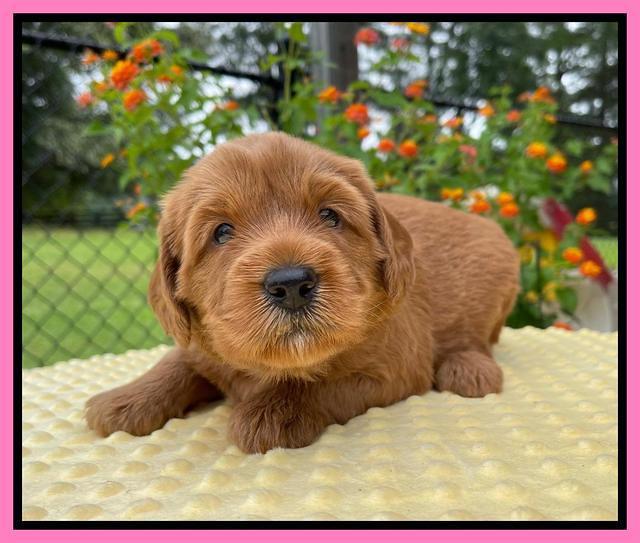 Haven Bayou pups 4 wks old 51