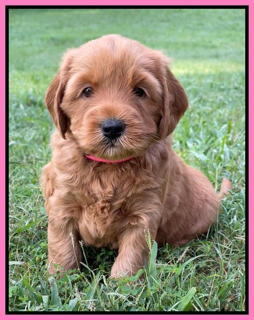 Haven Bayou pups 5 wks old 81