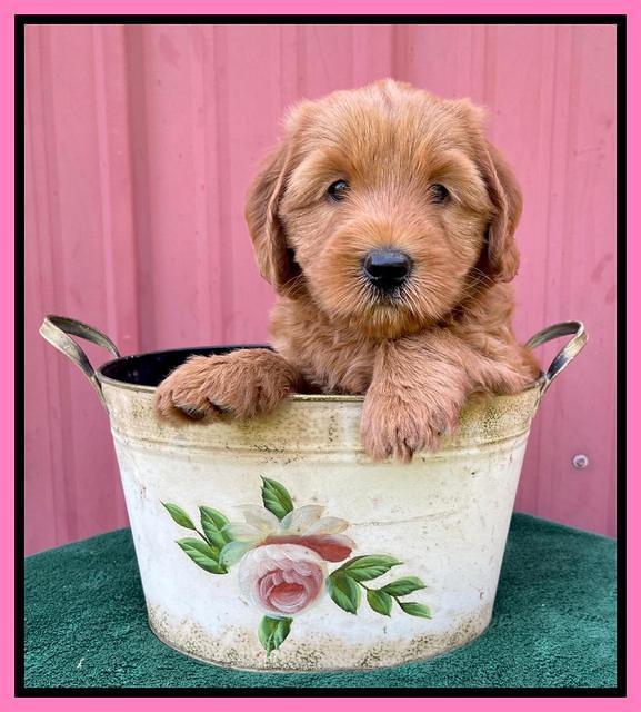Haven Bayou pups 6 wks old 71