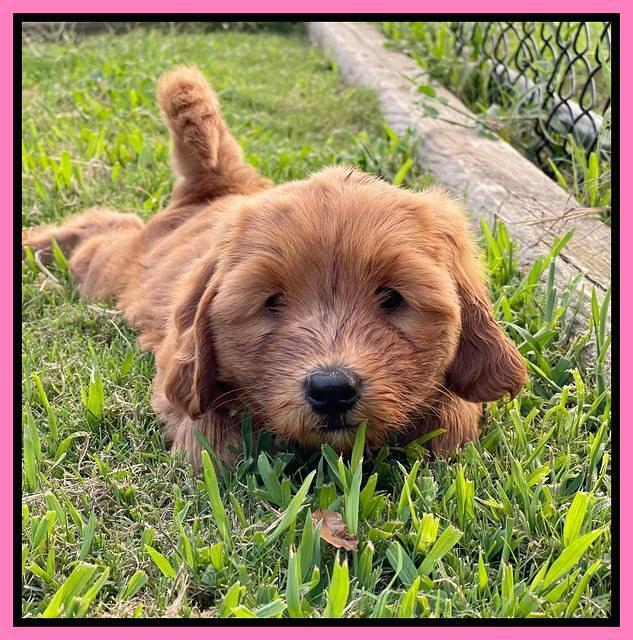 Haven Bayou pups 7 wks old 51