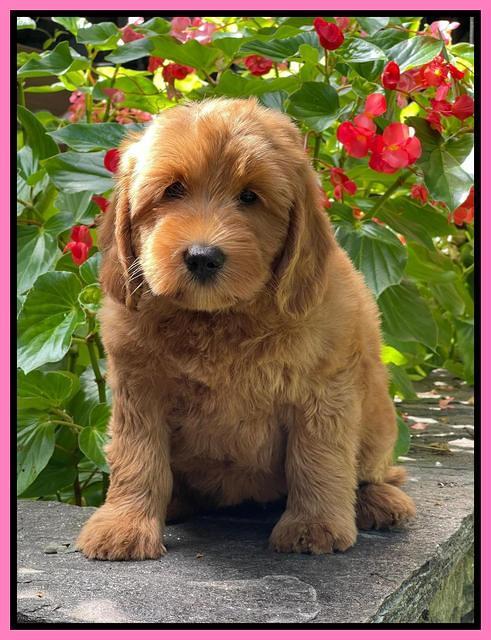 Haven Bayou pups 8 wks old 103000