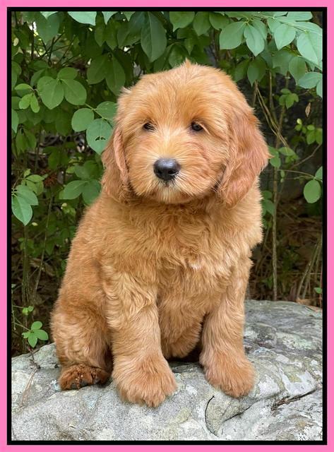 Haven Bayou pups 8 wks old 63000