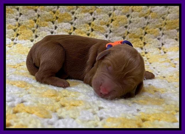 Haven Bayou Newborn pics 131