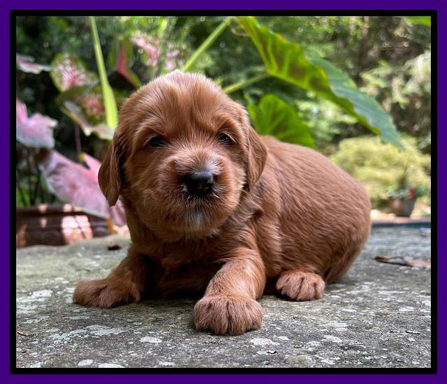 Haven Bayou pups 3 wks old 121