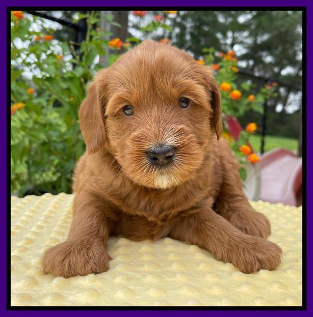 Haven Bayou pups 4 wks old 101