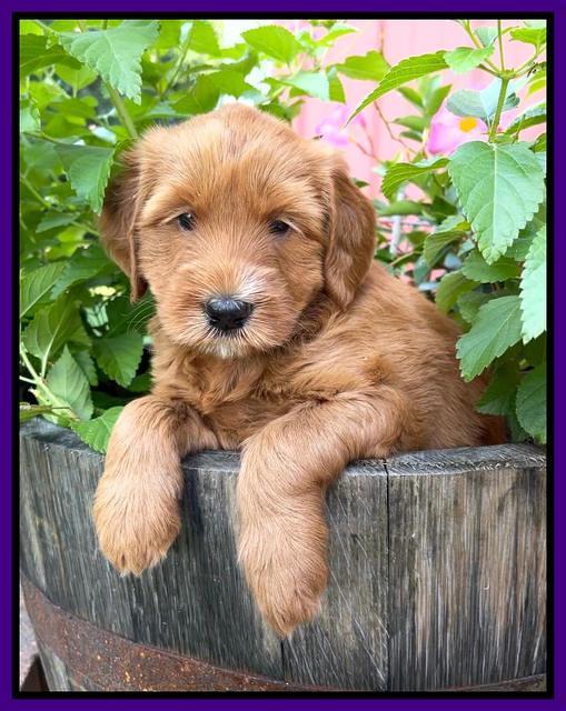 Haven Bayou pups 5 wks old 91