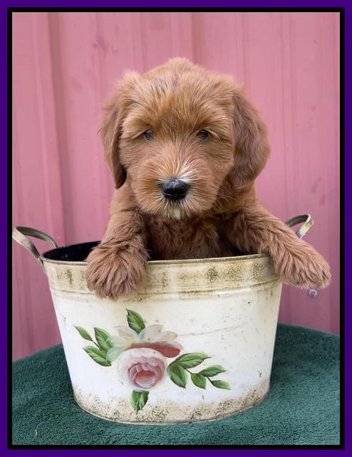 Haven Bayou pups 6 wks old 101