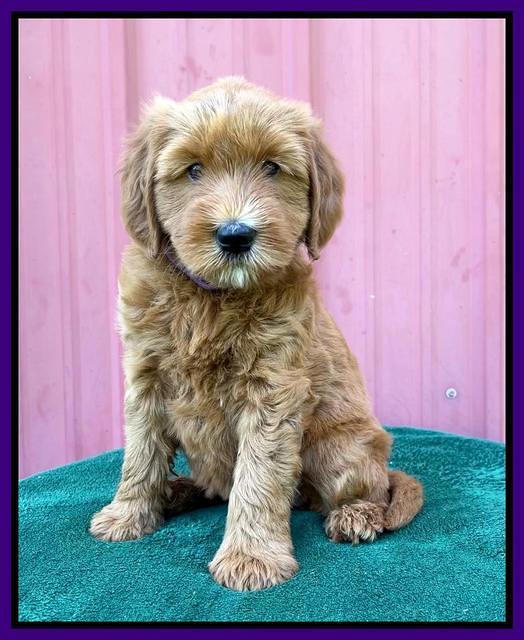 Haven Bayou pups 6 wks old 111