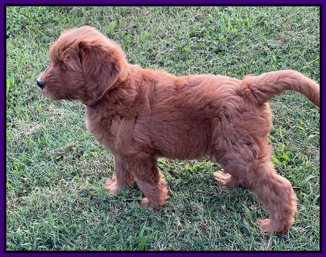 Haven Bayou pups 7 wks old 101