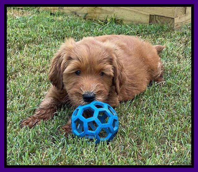 Haven Bayou pups 7 wks old 111