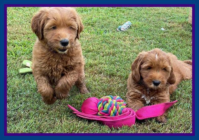 Haven Bayou pups 7 wks old 81