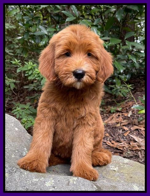 Haven Bayou pups 8 wks old 8!100
