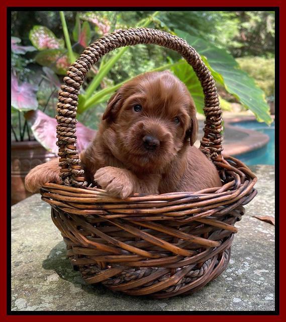 Haven Bayou pups 3 wks old 131