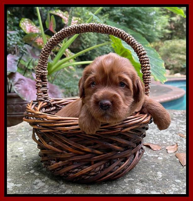 Haven Bayou pups 3 wks old 141