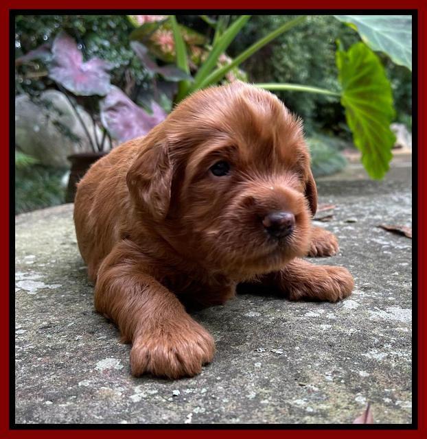 Haven Bayou pups 3 wks old 151