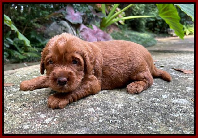 Haven Bayou pups 3 wks old 171