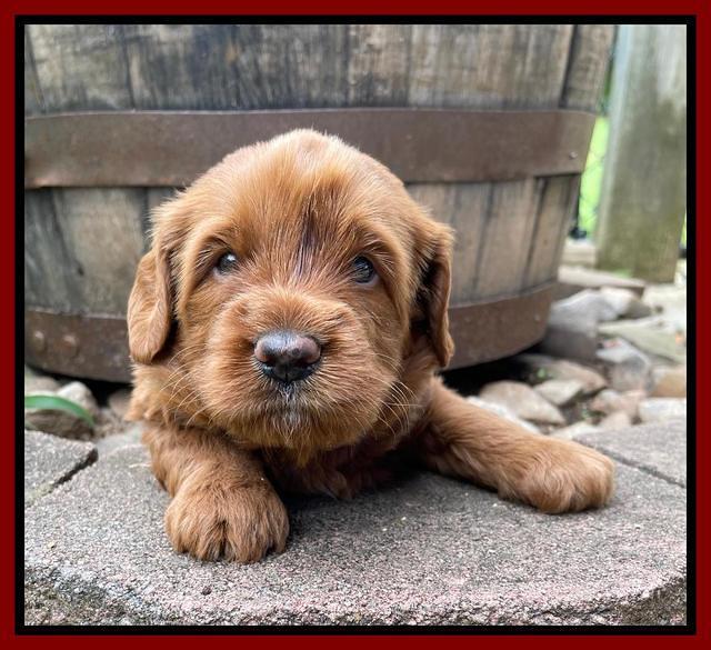 Haven Bayou pups 4 wks old 151