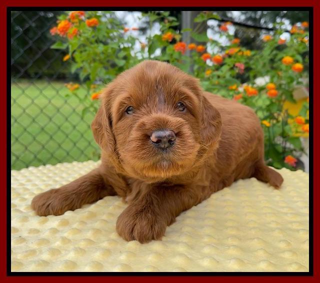 Haven Bayou pups 4 wks old 161