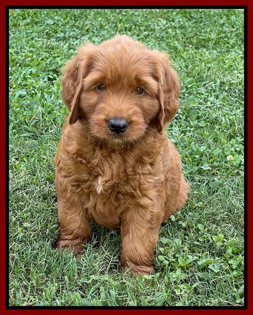 Haven Bayou pups 7 wks old 121