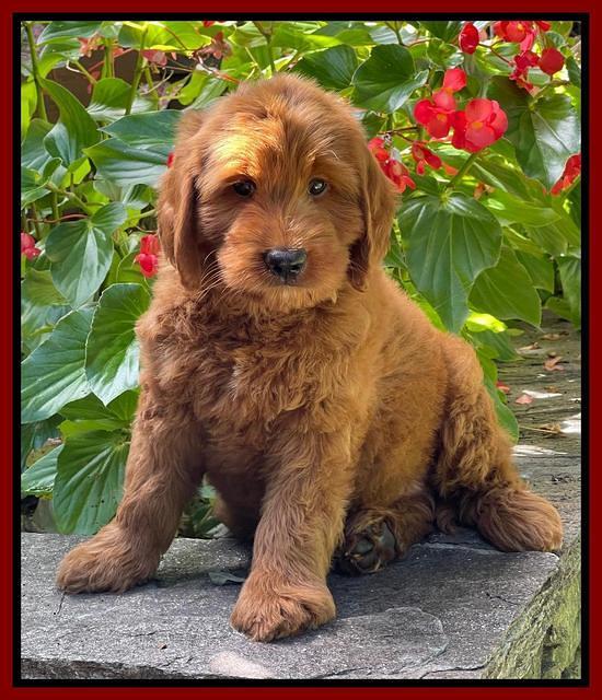 Haven Bayou pups 8 wks old 13000
