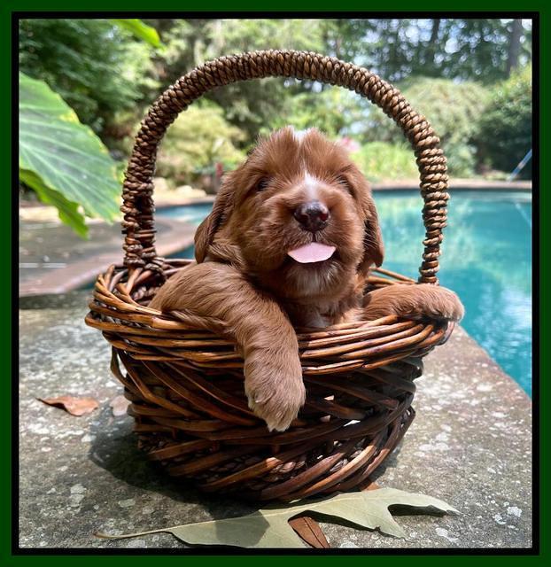 Haven Bayou pups 3 wks old 181